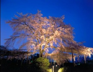 maruyamapark_kcb