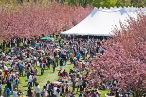 New York's 33rd annual Sakura Matsuri will be held at Brooklyn Botanic Garden April 26-27. (Mike Ratliff)