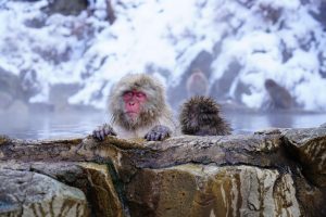 snow monkeys