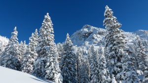 snow trees