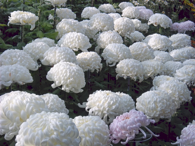 These mums were bigger than a grapefruit, and were so glossy and translucent that they should be made of spun sugar!