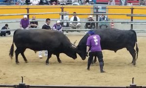sumo